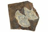 Two Fossil Ginkgo Leaves From North Dakota - Paleocene #188726-1